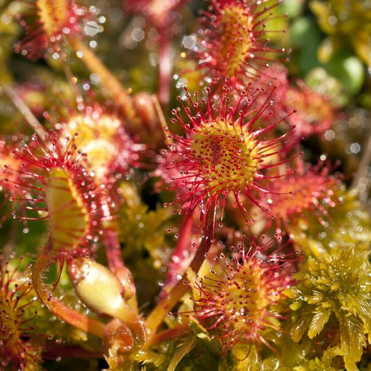 Shield Sundew Seeds