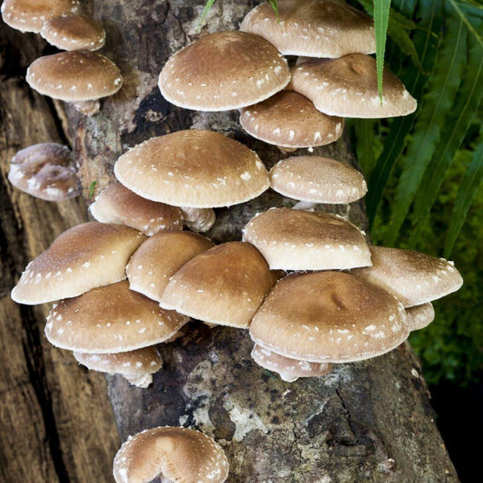 Shiitake Mushrooms Seeds - Heirloom Vegetable Plant for Home Gardens