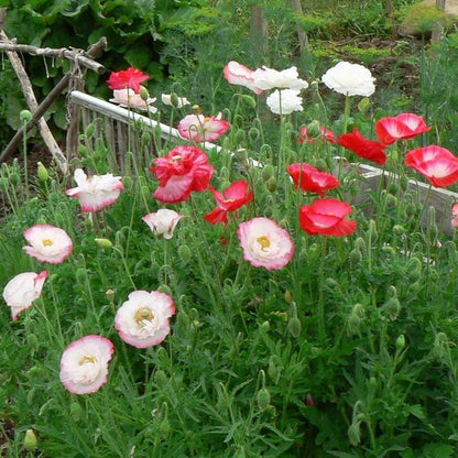 Shirley Poppy Seeds - Flower Plant