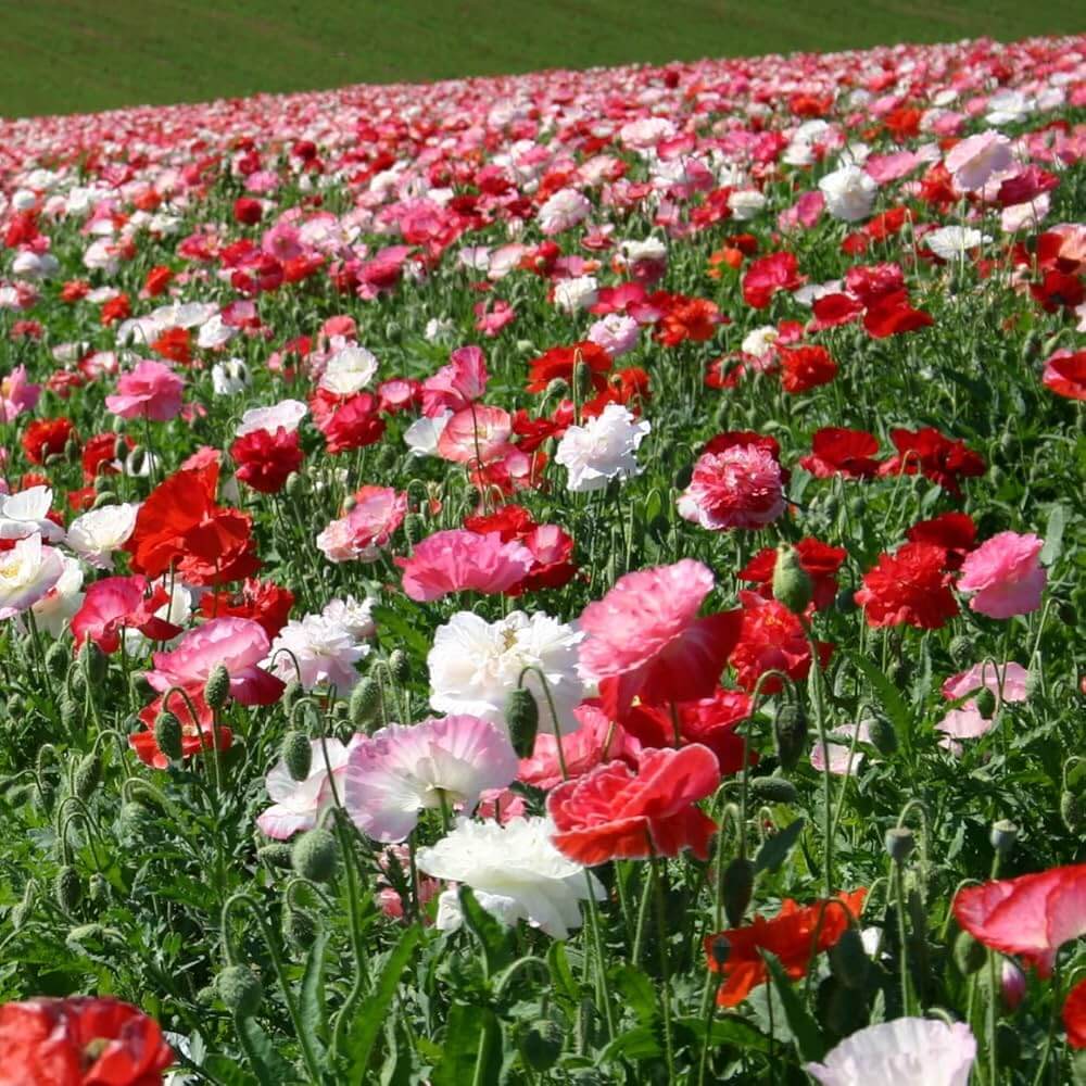 Shirley Poppy Seeds - Flower Plant