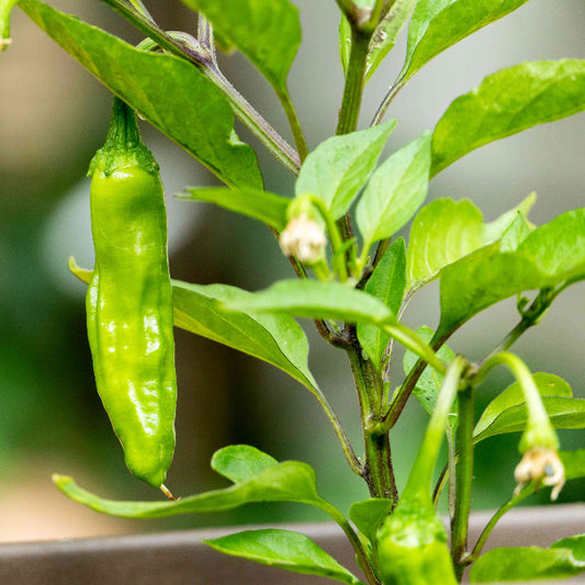 Shishito Pepper Seeds - Vegetable Plant