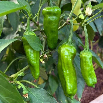 Shishito Pepper Seeds for Sale - Heirloom Vegetable Plant for Home Gardens
