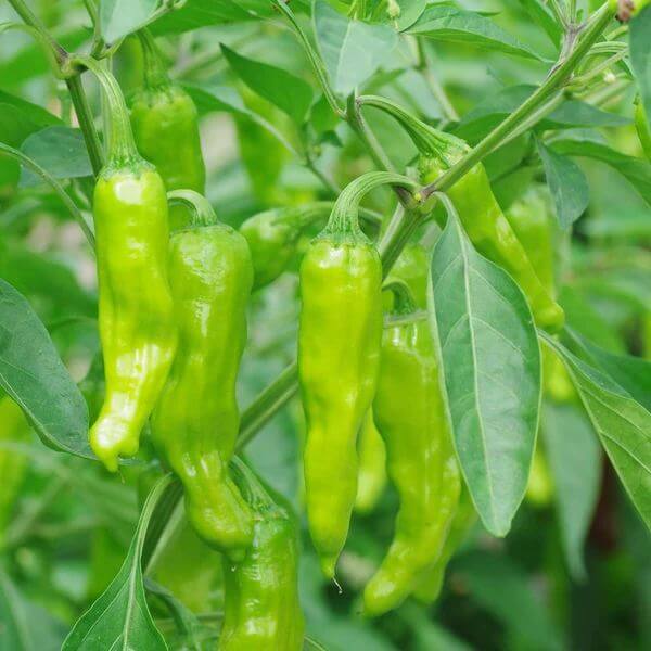 Shishito Pepper Seeds for Sale - Heirloom Vegetable Plant for Home Gardens