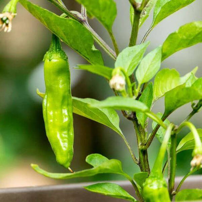 Shishito Pepper Seeds for Sale - Heirloom Vegetable Plant for Home Gardens