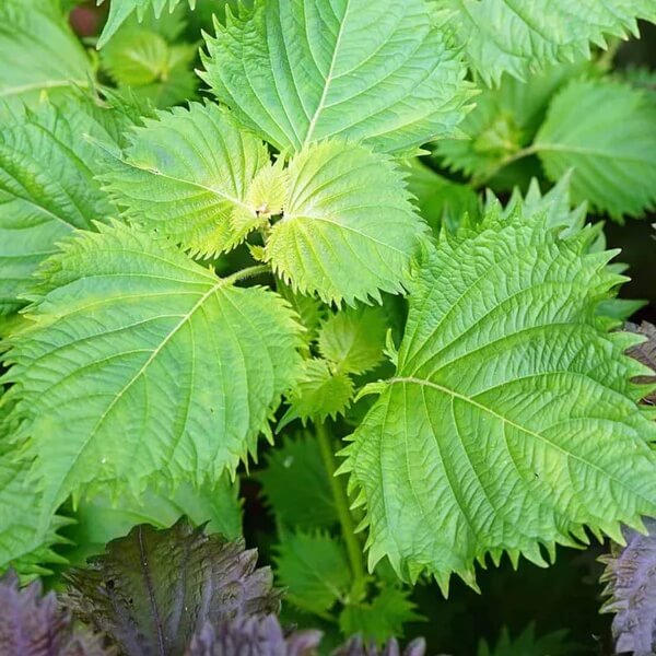 Shiso Seeds