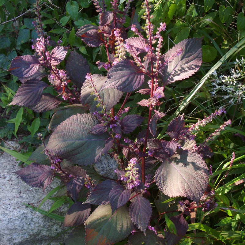Shiso Seeds