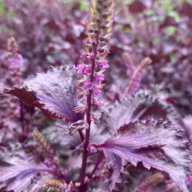 Shiso Seeds