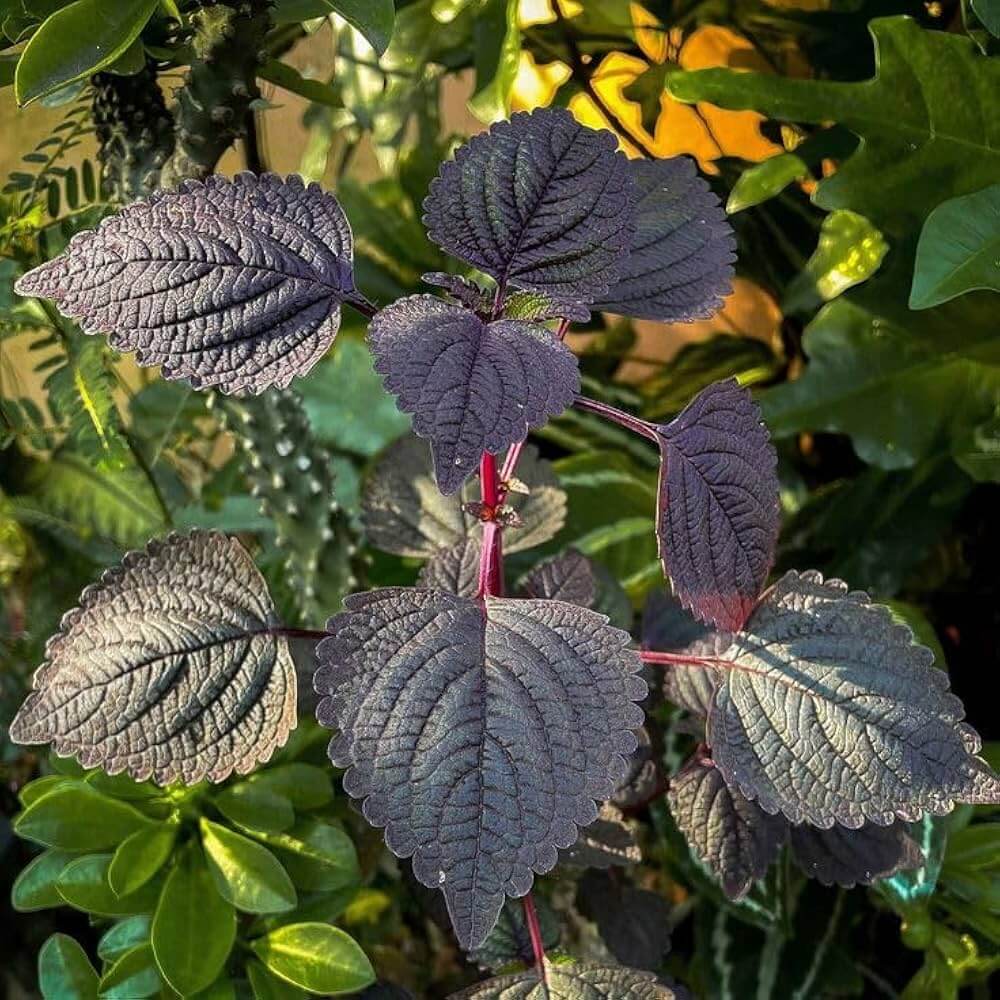 Shiso Seeds