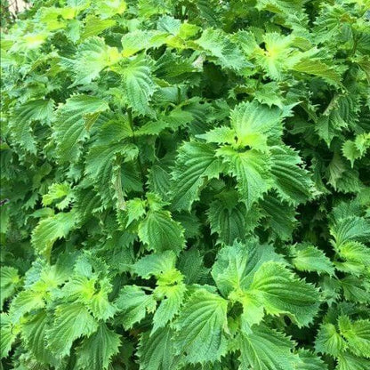 Shiso Seeds