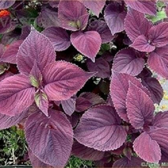 Shiso Seeds - Herbal Plant