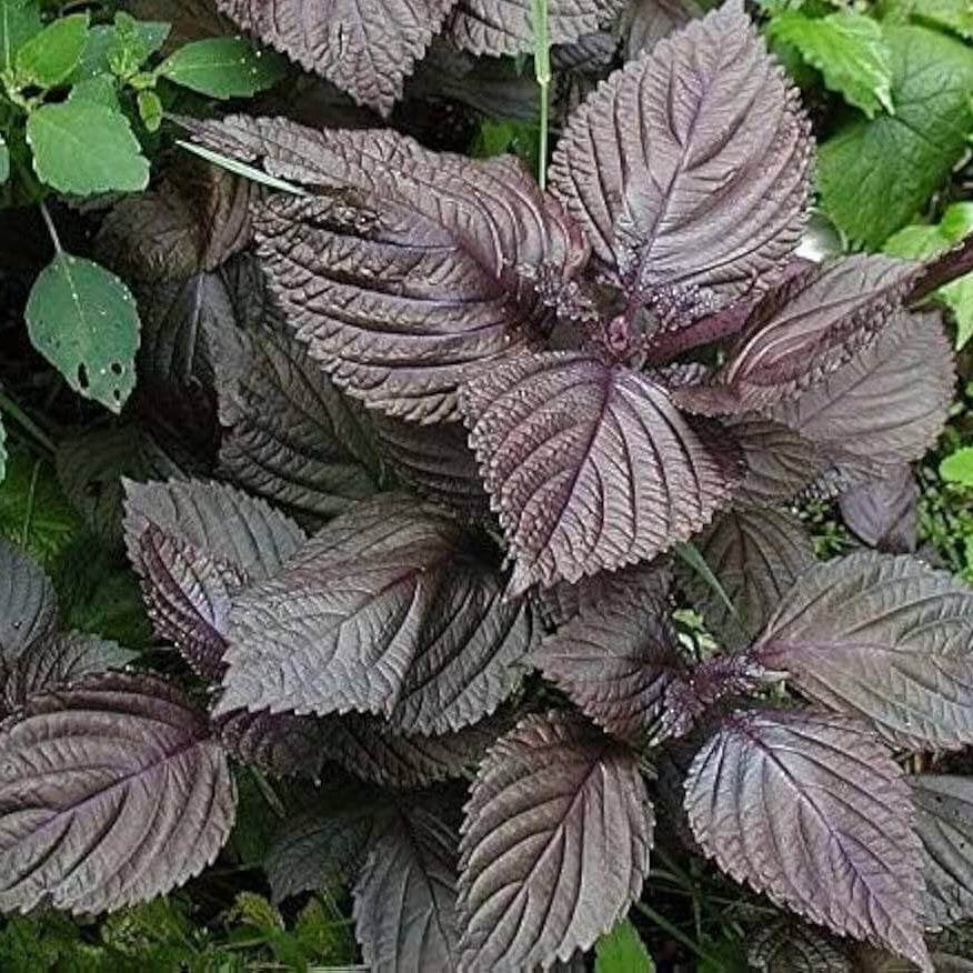 Shiso Seeds - Herbal Plant