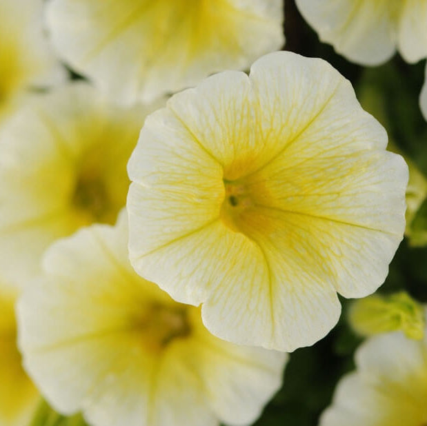 Shock Wave Yellow Petunia Seeds