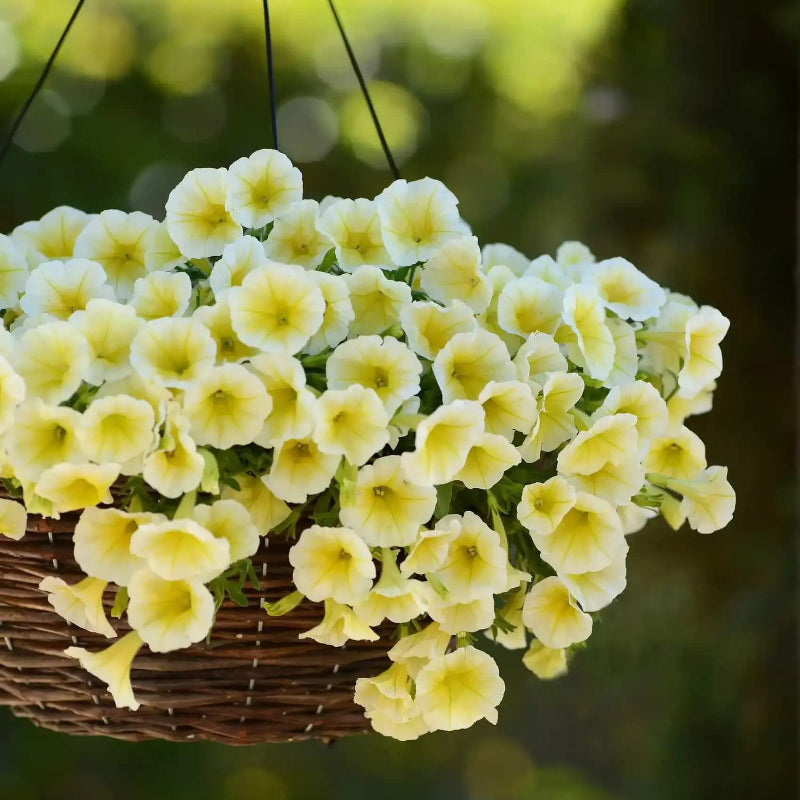 Shock Wave Yellow Petunia Seeds
