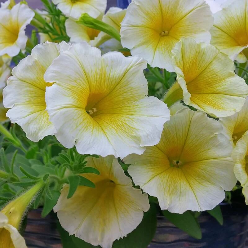 Shock Wave Yellow Petunia Seeds