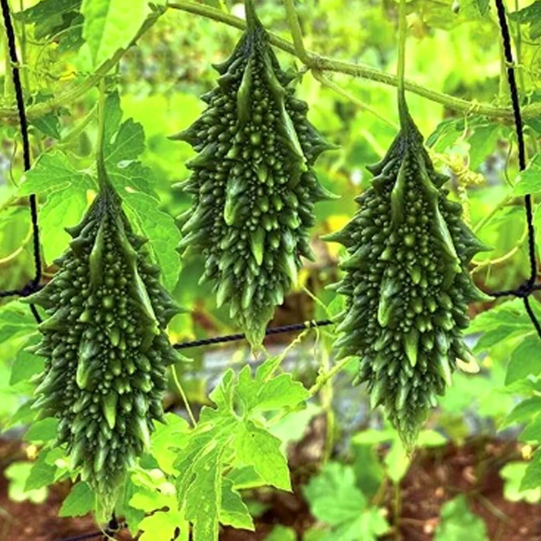 Short Bitter Gourd Seeds