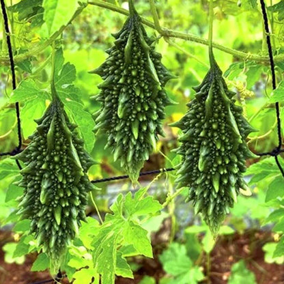 Short Bitter Gourd Seeds