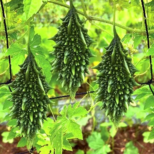 Short Bitter Gourd Seeds