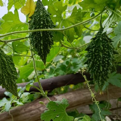 Short Bitter Gourd Seeds