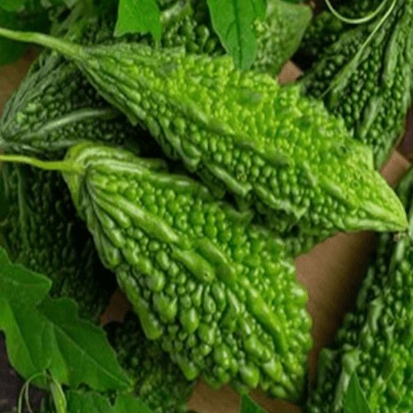 Short Bitter Gourd Seeds