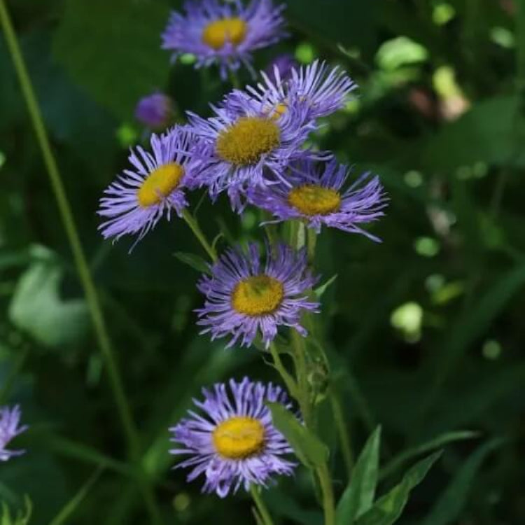Showy Fleabane Seeds - Heirloom Flower Plant for Home Gardens