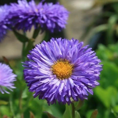 Showy Fleabane Seeds - Heirloom Flower Plant for Home Gardens