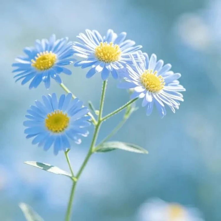 Showy Fleabane Seeds - Heirloom Flower Plant for Home Gardens
