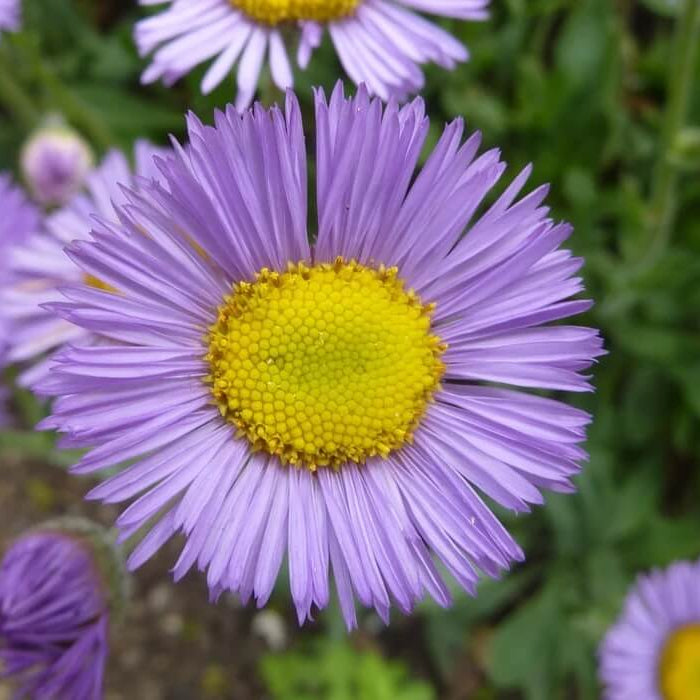 Showy Fleabane Seeds - Heirloom Flower Plant for Home Gardens