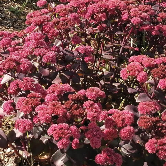 Showy Stonecrop Sedum Seeds 