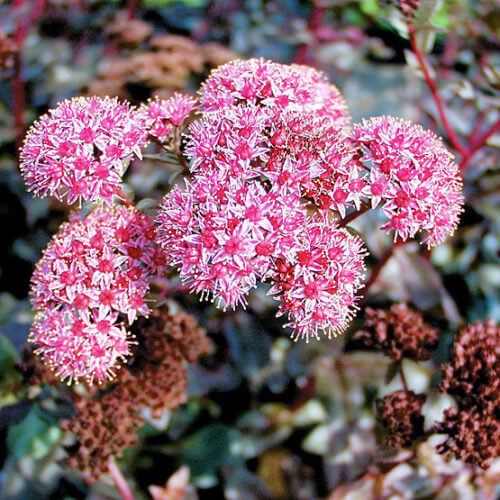 Showy Stonecrop Sedum Seeds 