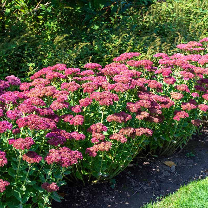 Showy Stonecrop Sedum Seeds 
