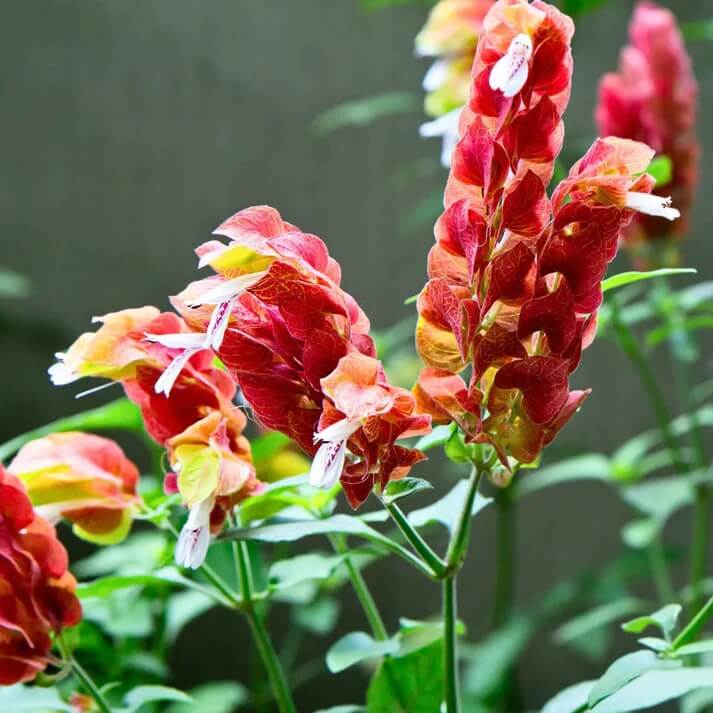 Shrimp Seeds - Flower Plant for Home Gardens