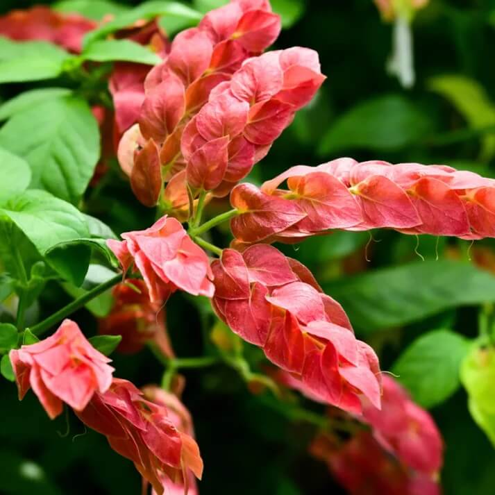 Shrimp Seeds - Flower Plant for Home Gardens