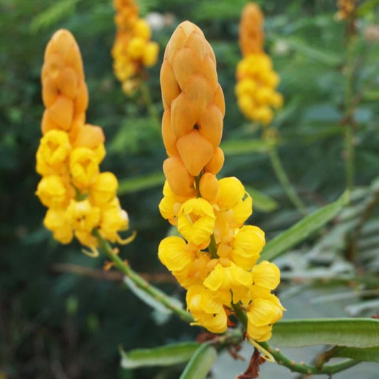 Shrub-Form Candle Bush Seeds - Herbal Plant for Home Gardens