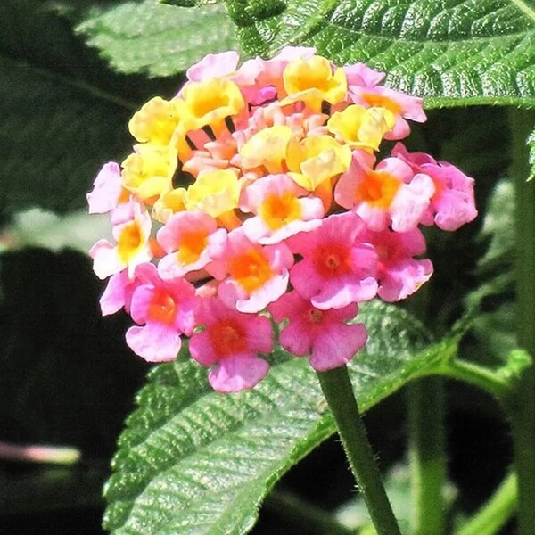 Shrub Verbena Seeds