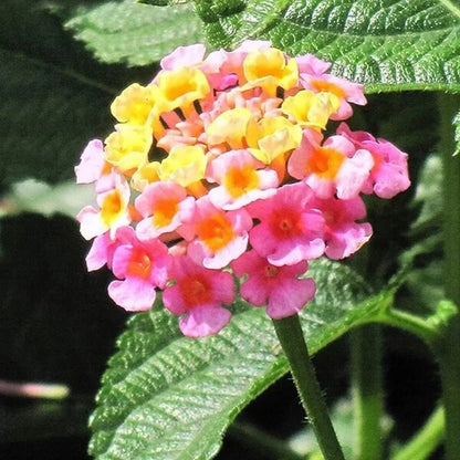 Shrub Verbena Seeds