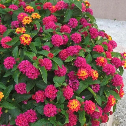 Shrub Verbena Seeds