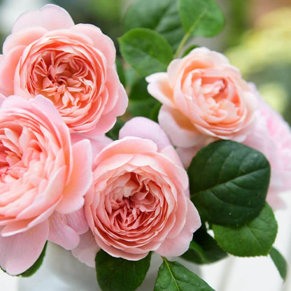 Shrub rose seeds - Flower Plant