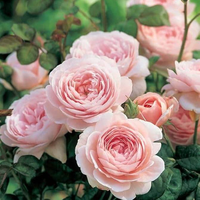 Shrub rose seeds - Flower Plant