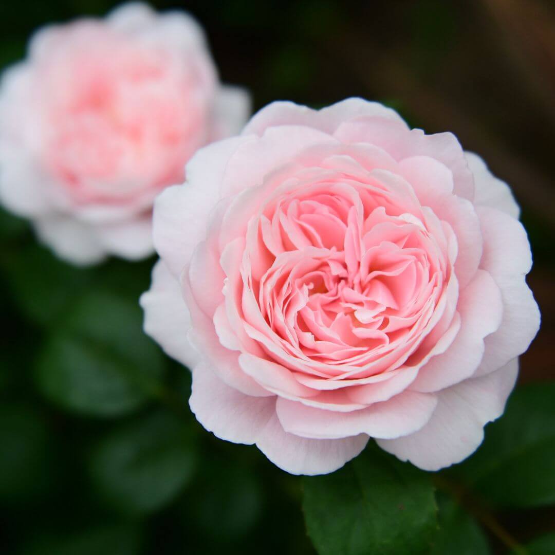 Shrub rose seeds - Flower Plant
