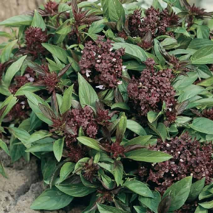 Siam Queen Thai Basil Seeds - Herbal Plant