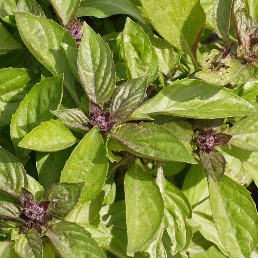 Siam Queen Thai Basil Seeds - Herbal Plant