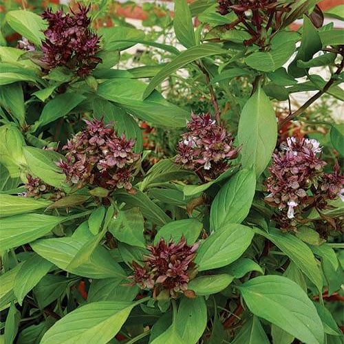 Siam Queen Thai Basil Seeds - Herbal Plant