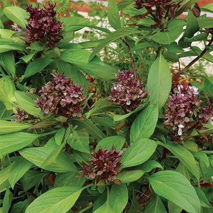 Siam Queen Thai Basil Seeds - Herbal Plant