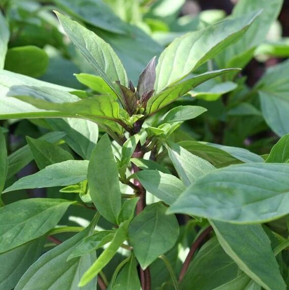 Siam Queen Thai Basil Seeds - Herbal Plant
