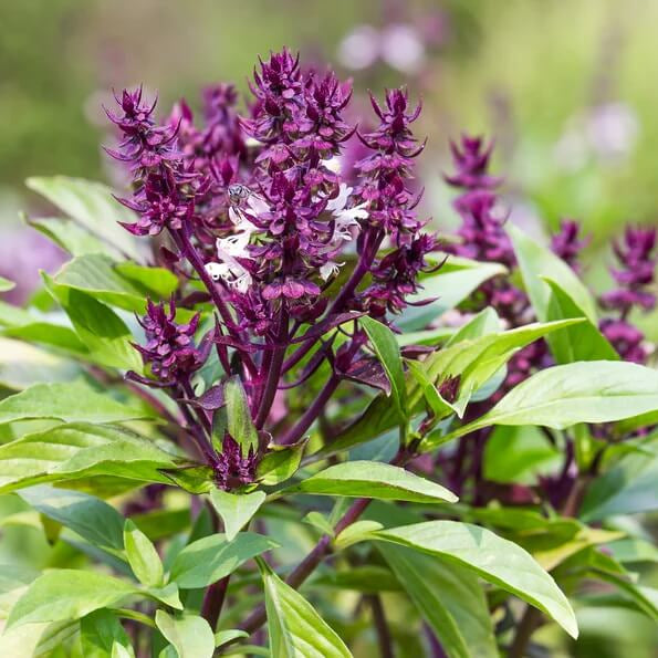 Siam Queen Thai Basil Seeds - Herbal Plant