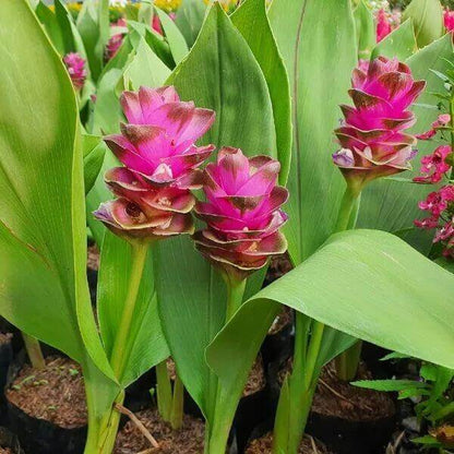  Siam Tulip  Seeds