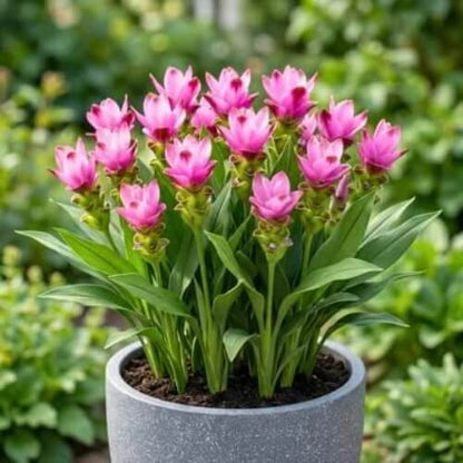  Siam Tulip  Seeds