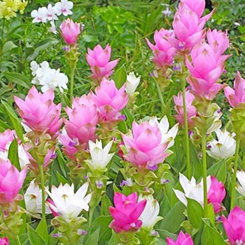  Siam Tulip  Seeds