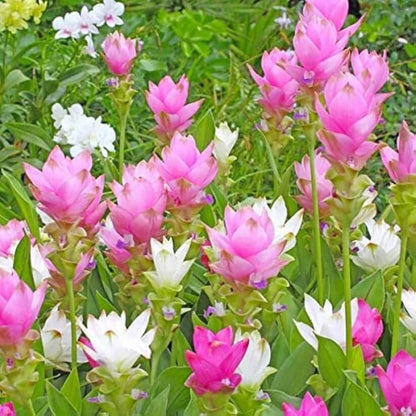  Siam Tulip  Seeds