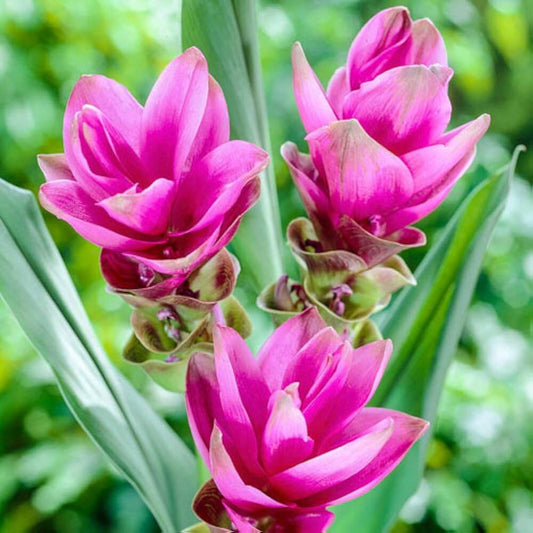  Siam Tulip  Seeds